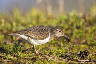 Common Sandpiper (Actitis hypoleucos), North Rhine-Westphalia, Germany, Europe