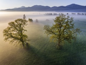 Aerial view, trees, light green leaves, oak, morning light, fog, mountains, sunny, backlight,