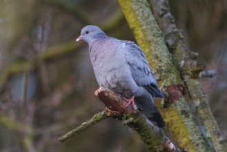 Stock Dove (Columba oenas), North Rhine-Westphalia, Germany, Europe