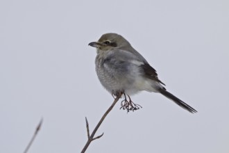 Great Grey Shrike (Lanius excubitor) female, Ontario, Canada, North America