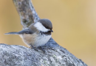 Siberian Tit (Grey-headed Chickadee) - Lapplandmeise - Poecile cinctus