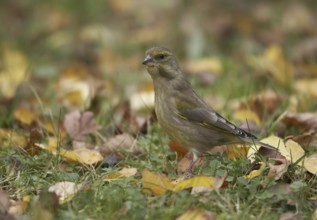 European Greenfinch (Chloris chloris), Mecklenburg-Western Pomerania, Germany, Europe