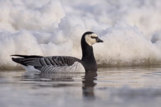 Barnacle Goose (Branta leucopsis), Ontario, Canada, North America