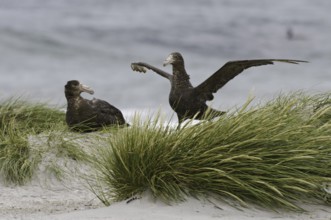 Southern Giant Petrel (Macronectes giganteus), Falkland Islands, South America