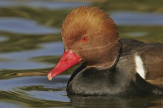Red-crested Pochard (Netta rufina) male, Arizona, USA, North America