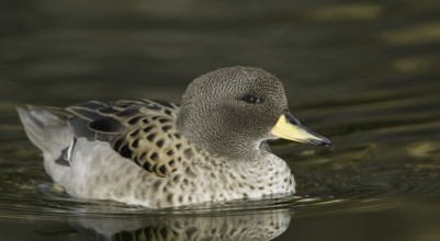 Yellow-billed Teal (Anas flavirostris), Arizona, USA, North America