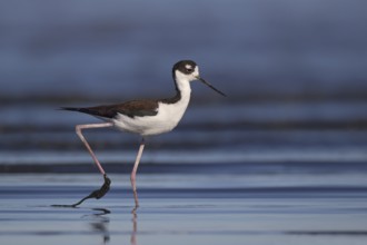 Black-necked Stilt (Himantopus mexicanus), California, USA, North America