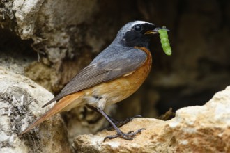 Common Redstart (Phoenicurus phoenicurus) male with feed in beak, Asturias, Spain, Europe