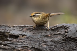 Braunkappenalcippe (Alcippe dubia), Yunnan, China, Asia