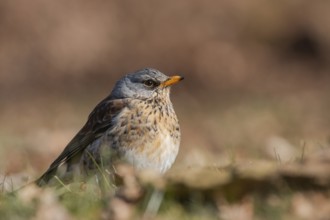 Fieldfare (Turdus pilaris), Lower Saxony, Germany, Europe