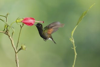Black-bellied Hummingbird (Eupherusa nigriventris), Costa Rica, Central America