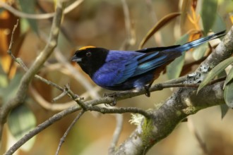 Golden-crowned Tanager (Iridosornis rufivertex) perched on a branch in the Andes Mountains of