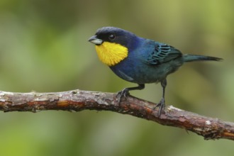 Purplish-mantled Tanager (Iridosornis porphyrocephalus) perched on a branch in the Andes Mountains