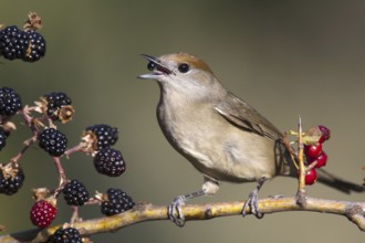 Eurasian Blackcap (Sylvia atricapilla) female, Castile-La Mancha, Spain, Europe
