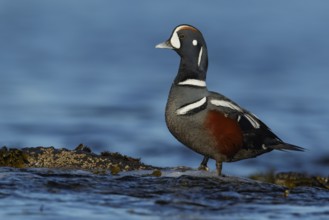 Harlequin Duck (Histrionicus histrionicus) in the ocean near Victoria, British Columbia, Canada,