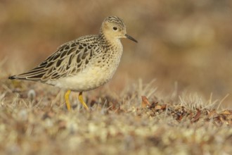 Buff-breasted Sandpiper (Calidris subruficollis) feeding on the tundra in Northern Alaska