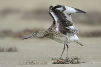 Willet (Tringa semipalmata), Texas, USA, North America