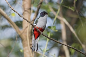 Cuban Trogon (Priotelus temnurus), Cuba, Central America