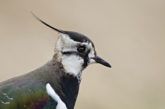 Northern Lapwing (Vanellus vanellus), Schleswig-Holstein, Germany, Europe
