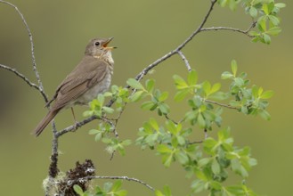 Swainson's Thrush (Catharus ustulatus) perched on a branch in Victoria, BC, Canada, North America