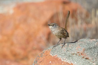 Short-tailed Grasswren (Amytornis merrotsyi), Australia, Oceania