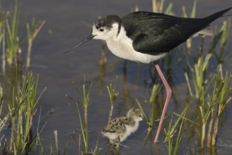 Black-winged Stilt (Himantopus himantopus) juvenile, Burgenland, Austria, Europe