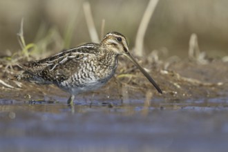 Wilson's Snipe (Gallinago delicata), Manitoba, Canada, North America