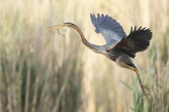 Purple Heron (Ardea purpurea) flying, Baden-Wuerttemberg, Germany, Europe