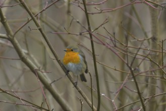 Robin (Erithacus rubecula), branch, bushes, Lower Austria