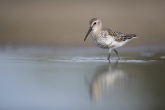 Dunlin (Calidris alpina) foraging, Mecklenburg-Western Pomerania, Germany, Europe