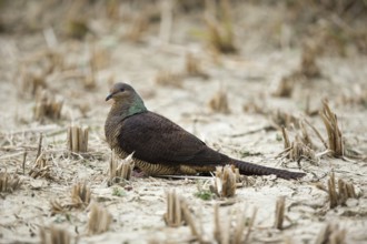 Barred Cuckoo-Dove (Macropygia unchall tusalia) foraging on ground, Punakha, Bhutan, Asia