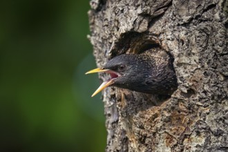 Starling spring nesting in tree nest hole. European Starling, Sturnus vulgaris, dark bird in