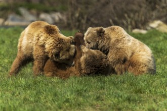 Three bears in a meadow, in a playful moment, brown bear (Ursus (arctos), Germany, Europe