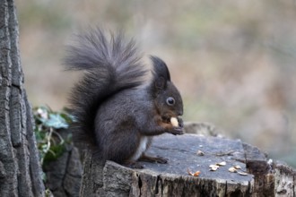 Squirrel (Sciurus vulgaris), sitting on a tree trunk and eating nuts, Vienna, Austria, Europe