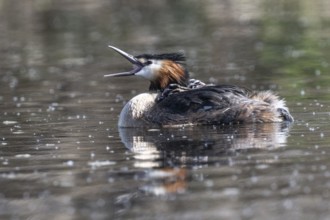 Great Crested Grebe (Podiceps Scalloped ribbonfish) with juveniles, Emsland, Lower Saxony, Germany,