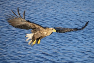 White-tailed eagle (Haliaeetus albicilla), in flight, Lofoten, Norway, Europe