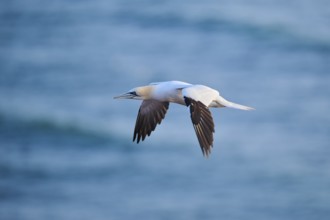 Northern gannet (Morus bassanus) flying over the sea at sunset, wildlife, Helgoland, Germany,