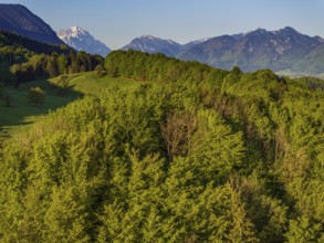 Aerial view, trees, forest, light green leaves, morning light, mountains, sunny, spring, near