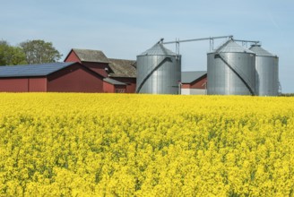 Farm with silos at field with blooming rapeseed in Skivarp, Skurup municipality, Skåne county,
