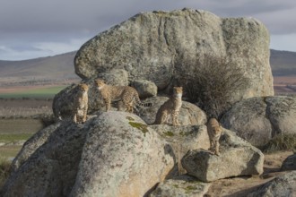 Cheetah (Acinonyx jubatus) group resting on a rock, Castile-La Mancha, Spain, Europe