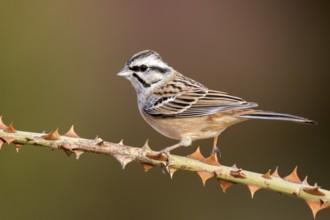 Rock Bunting (Emberiza cia) perched on a thorny branch, Aragon, Spain, Europe