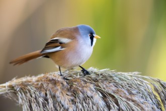 Bearded Reedling (Panurus biarmicus) male perched on reed, Castile-La Mancha, Spain, Europe
