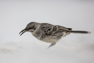 Hood Mockingbird (Mimus macdonaldi), Galapagos, Ecuador, South America