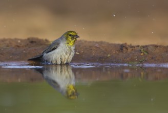 Verdin (Auriparus flaviceps) bathing, Texas, USA, North America