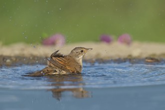Common Whitethroat (Sylvia communis) bathing at waterhole, Aosta Valley, Italy, Europe