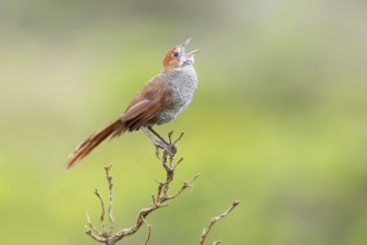 Rufous Bristlebird (Dasyornis broadbenti) male singing, Victoria, Australia, Oceania