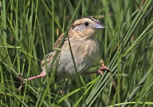 Le Conte's Sparrow (Ammodramus leconteii), Saskatchewan, Canada, North America