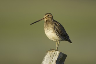 Common Snipe (Gallinago gallinago), Iceland, Europe