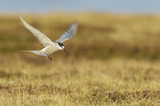 Aleutian Tern (Onychoprion aleuticus) flying near Nome, Alaska