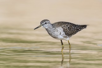 Wood Sandpiper (Tringa glareola) foraging, Eilat, Israel, Asia